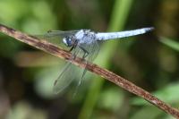 Orthetrum brunneum