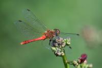Sympetrum sanguineum
