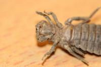 Onychogomphus forcipatus