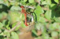 Sympetrum sanguineum