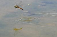 Orthetrum cancellatum