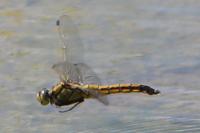 Orthetrum cancellatum