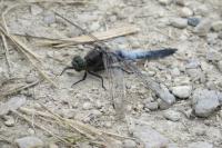 Orthetrum cancellatum