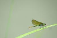 Calopteryx splendens
