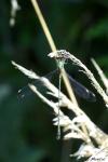 Chalcolestes viridis