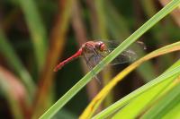Sympetrum sanguineum