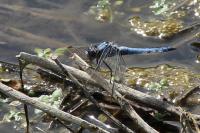 Orthetrum brunneum