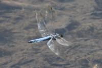 Orthetrum brunneum