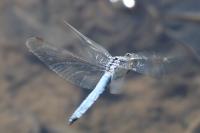 Orthetrum brunneum