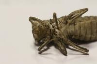 Orthetrum cancellatum