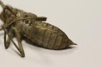 Orthetrum cancellatum