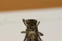 Orthetrum cancellatum