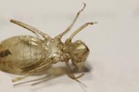 Sympetrum striolatum/meridionale