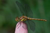Sympetrum striolatum