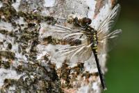 Leucorrhinia albifrons