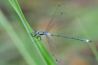 Lestes sponsa