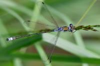 Lestes sponsa