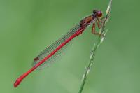 Ceriagrion tenellum