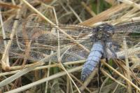 Orthetrum cancellatum
