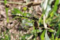 Onychogomphus forcipatus
