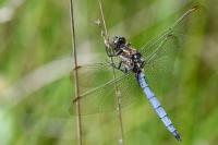 Orthetrum coerulescens