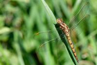 Orthetrum coerulescens