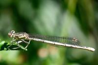 Platycnemis pennipes