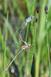 Lestes sponsa