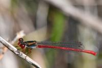 Ceriagrion tenellum