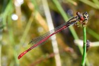 Ceriagrion tenellum