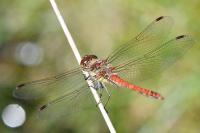 Sympetrum striolatum