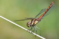 Sympetrum striolatum