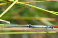 Coenagrion puella