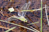 Anax imperator