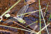 Anax imperator