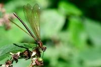 Calopteryx virgo