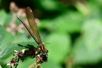 Calopteryx virgo