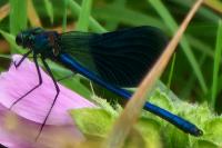 Calopteryx splendens