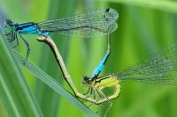 Ischnura elegans