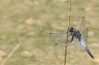 Orthetrum cancellatum
