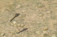 Orthetrum cancellatum