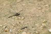 Orthetrum cancellatum