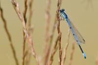 Coenagrion puella
