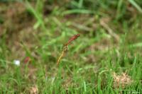 Sympetrum sanguineum
