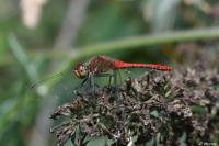 Sympetrum sanguineum