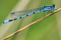 Enallagma cyathigerum