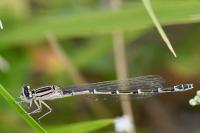 Enallagma cyathigerum