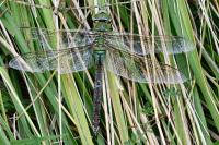 Anax imperator