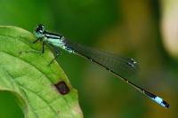 Ischnura elegans