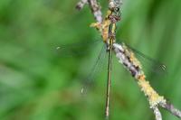 Chalcolestes viridis